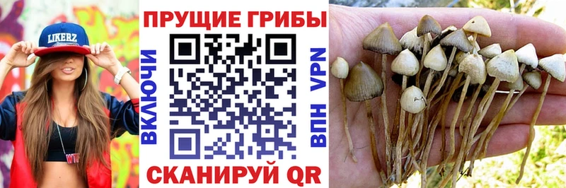 МЕГА ONION  Тосно  Псилоцибиновые грибы MAGIC MUSHROOMS  где купить  